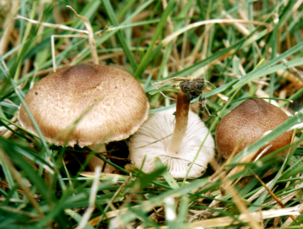 Picture of Inocybe curvipes